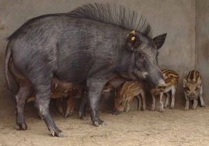 供应野猪预饲料 欢迎加入饲料兽药网